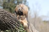 LHASSA APSO 037